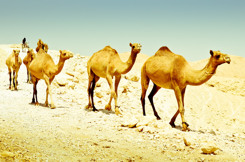 US bank supervisors propose first big overhaul of CAMELS ratings in three decades